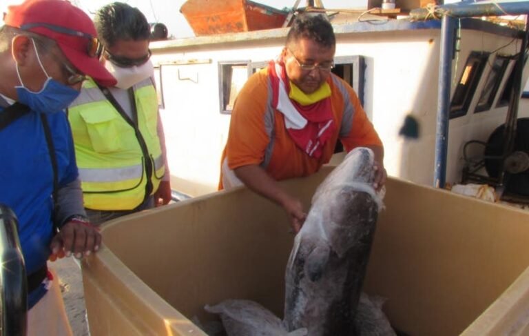 Cierran Florida y toda exportación pesquera se detiene