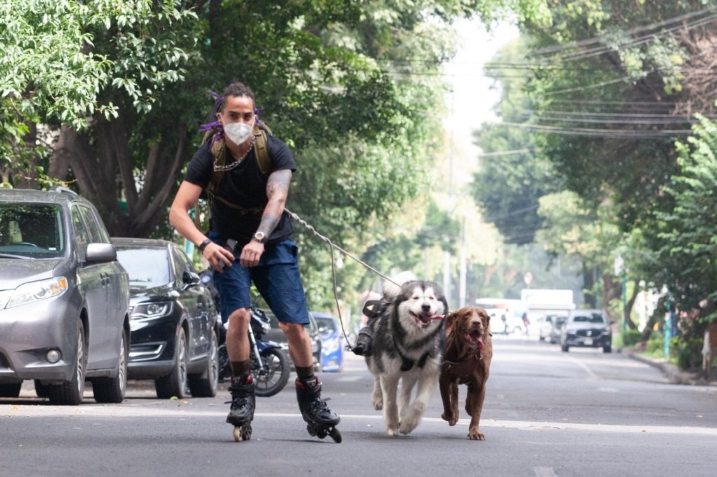 Nuevo estudio revela la rica historia genética de los perros Nuevo estudio revela la rica historia genética de los perros