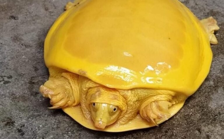 Hallan increíble ‘tortuga amarilla’ en la India: ¿especie nueva o albina?