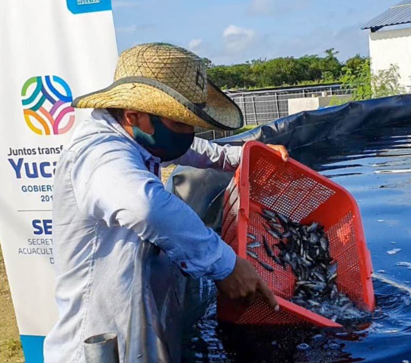 Refuerzan la acuacultura Refuerzan la acuacultura