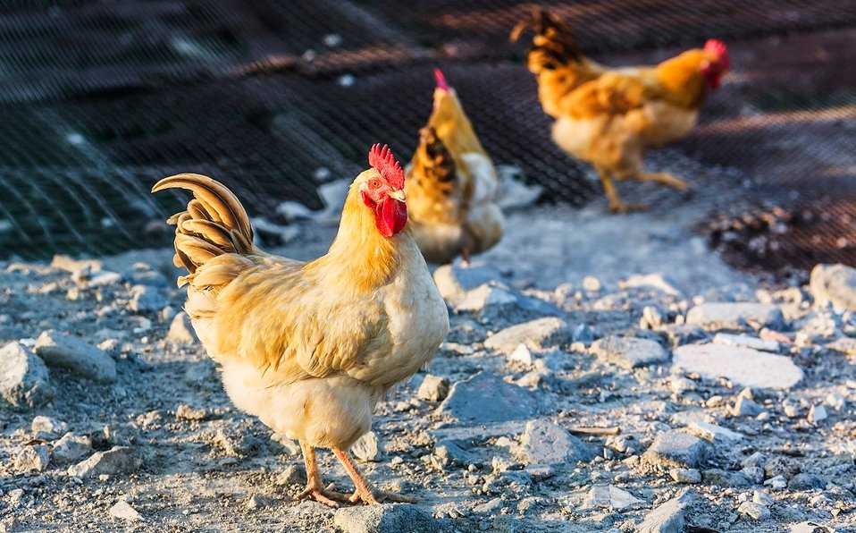 Más de 210 mil gallinas serán sacrificadas por casos de gripe aviar en Holanda Más de 210 mil gallinas serán sacrificadas por casos de gripe aviar en Holanda