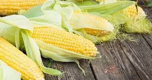 Bimbo impulsa agricultura regenerativa de maíz y trigo