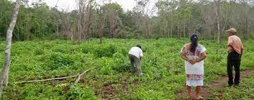 Estímulo al campo Estímulo al campo