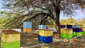 Gobierno de Yucatán da respaldo total a los apicultores