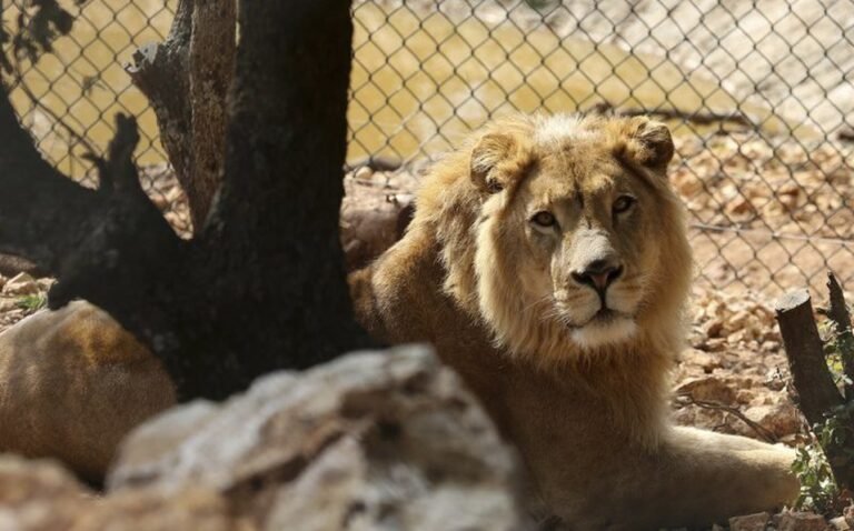 Zoológico de Barcelona informa que 4 de sus leones dan positivo a covid-19