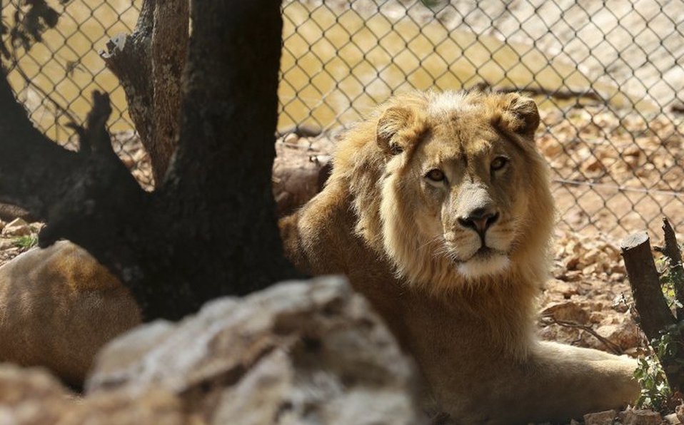 Zoológico de Barcelona informa que 4 de sus leones dan positivo a covid-19 Zoológico de Barcelona informa que 4 de sus leones dan positivo a covid-19