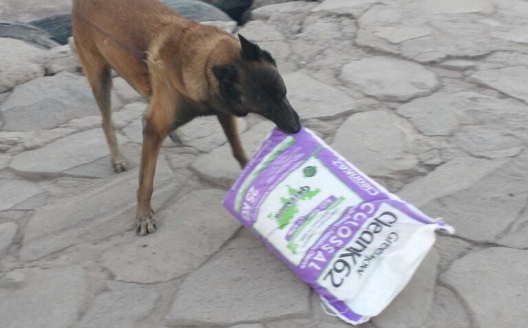 Perro detecta casi 850 kilos de droga en camión de fertilizante en BCS