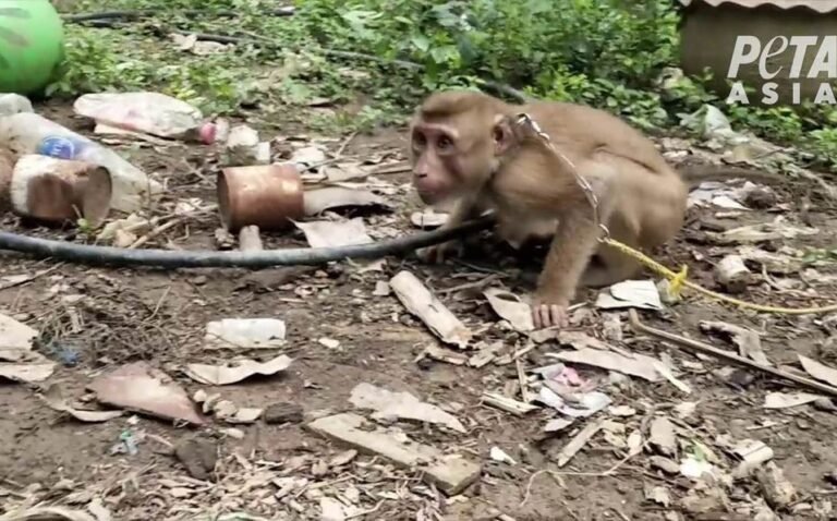 En Tailandia, monos son esclavizados por industria del coco: PETA