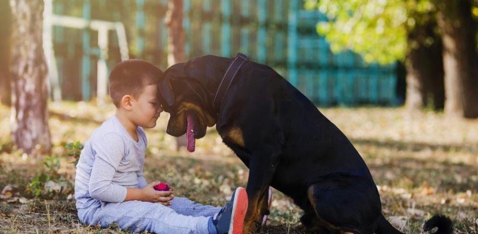 Porque los peludos también son familia: SEGURO DE MASCOTAS Porque los peludos también son familia: SEGURO DE MASCOTAS