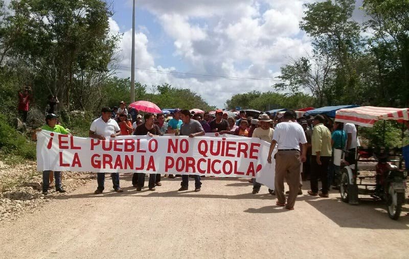 Queja infundada: Se confirma un amparo contra la granja de Homún Queja infundada: Se confirma un amparo contra la granja de Homún