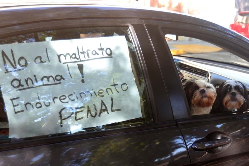 Multas de más de millón y medio de pesos por maltrato animal Multas de más de millón y medio de pesos por maltrato animal