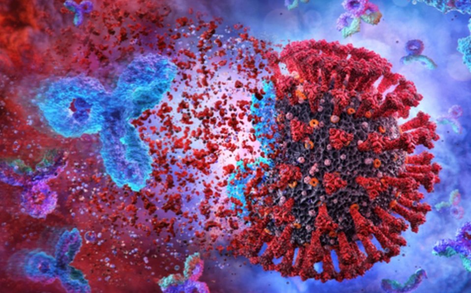 ¿Te contagiaste de coronavirus? Estudio advierte: Anticuerpos por infección covid-19 se mantienen más de un año ¿Te contagiaste de coronavirus? Estudio advierte: Anticuerpos por infección covid-19 se mantienen más de un año