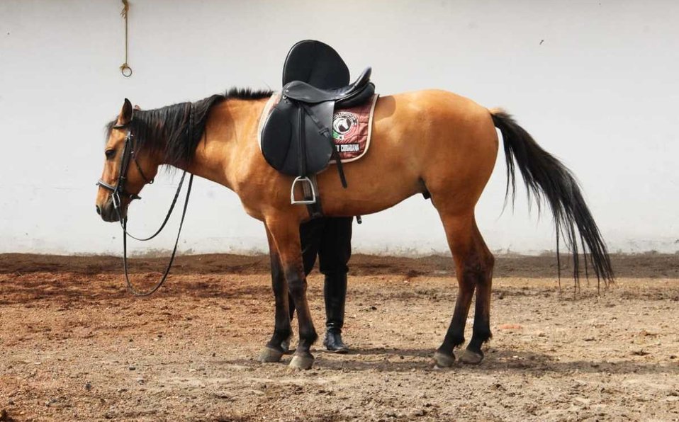 En Argentina, drogan a caballo para ganar carrera, pero muere; imputan a dueño y a jinete En Argentina, drogan a caballo para ganar carrera, pero muere; imputan a dueño y a jinete