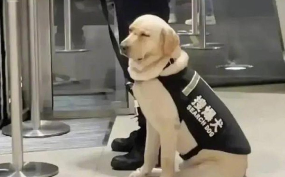 «No quería trabajar»: Perrito de seguridad se hace viral tras dormirse en plena jornada de trabajo «No quería trabajar»: Perrito de seguridad se hace viral tras dormirse en plena jornada de trabajo