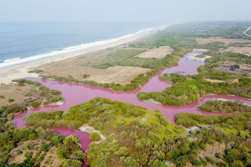 Laguna de la costa de Oaxaca se tiñe de rosa, esta es la razón