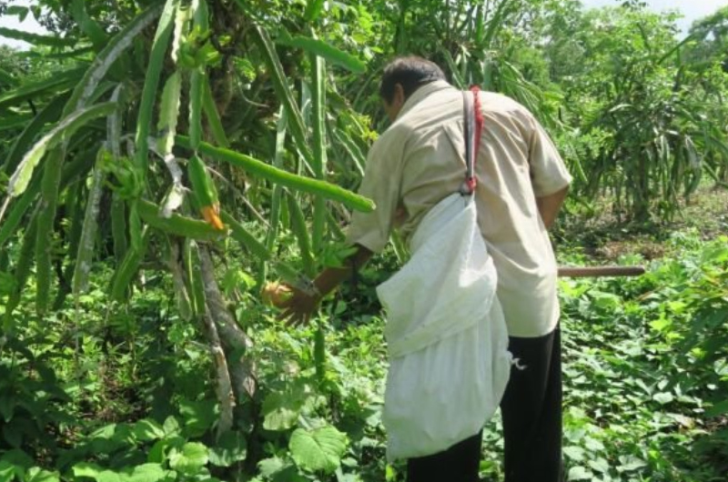 Península de Yucatán impulsa registro de Milpa Maya ante la FAO