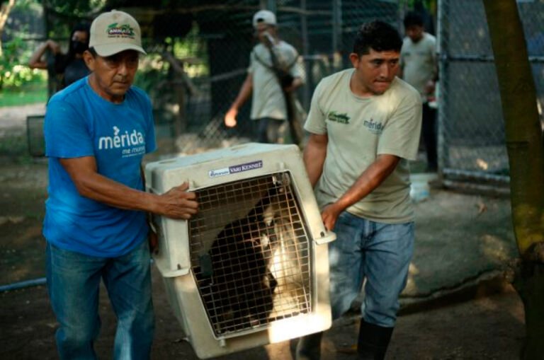 Monos rescatados del tráfico ilegal se preparan para su liberación en Kaxek, Yucatán