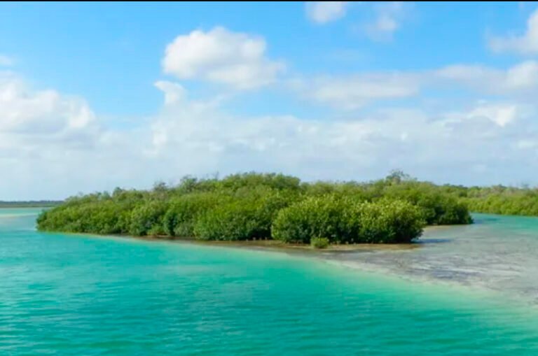 Denuncian abusos con bonos de carbono en la Península de Yucatán