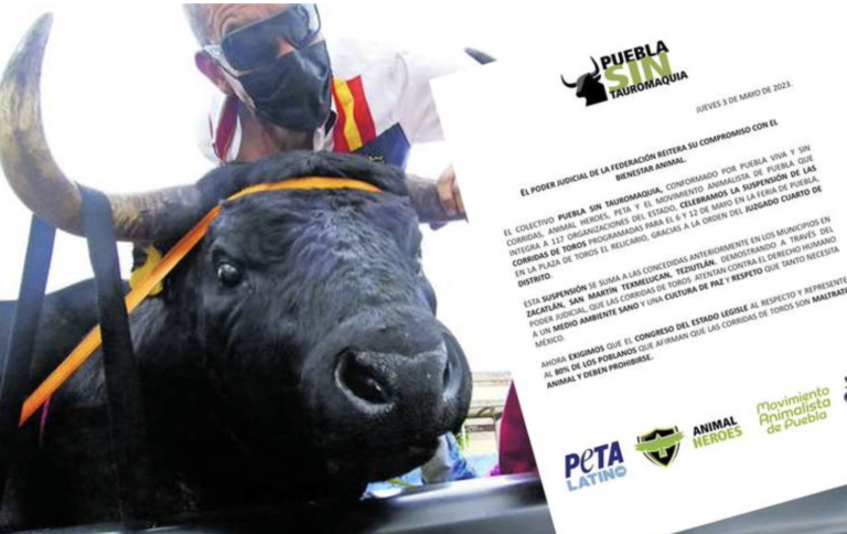 Cancelan corridas de toros en la Feria de Puebla, grupos animalistas celebran
