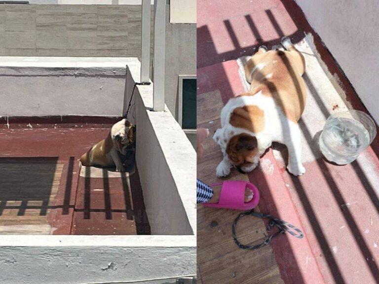 Acusan a vecinos de Lomas de Angelópolis por muerte de bulldog inglés