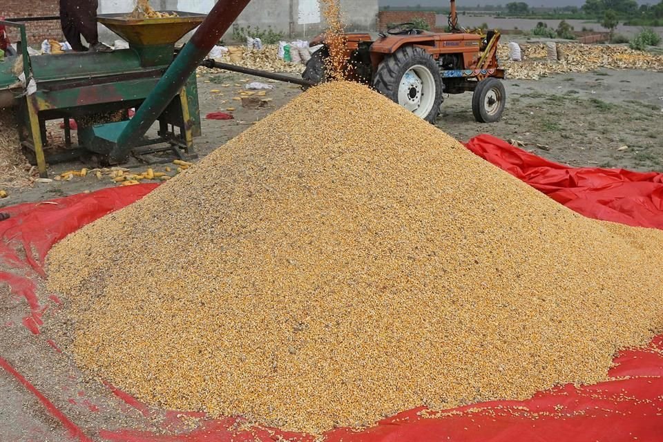 EU negó colaboración sobre maíz transgénico, afirma Sader EU negó colaboración sobre maíz transgénico, afirma Sader