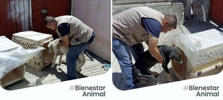 RESCATAN A PERROS MALTRATADOS Y ABANDONADOS EN CASA DE CHOLULA