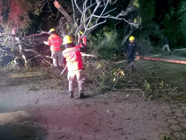 CAÍDA DE ÁRBOL LESIONA A DOS VECINOS DE SANTA BÁRBARA ALMOLOYA