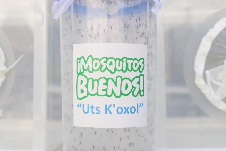 Yucatán da un paso firme hacia la erradicación del dengue, Chikungunya y Zika